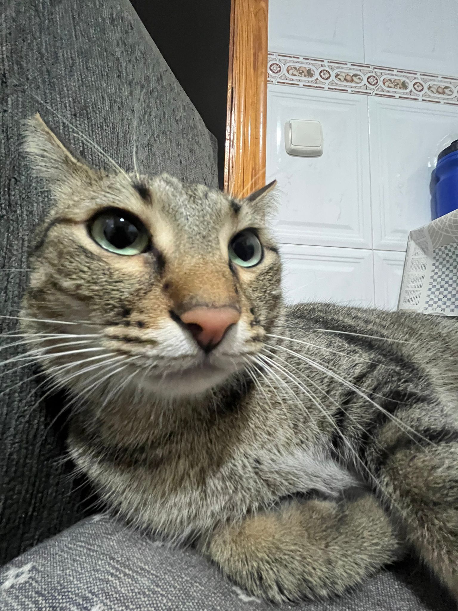 cat